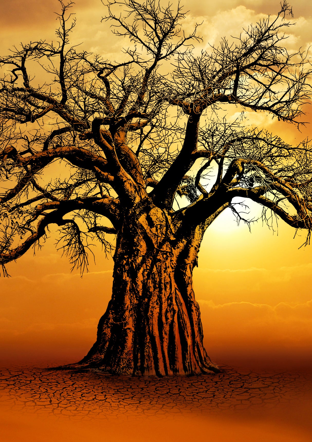 African Baobab Tree at Sunset Poster och Canvastavla