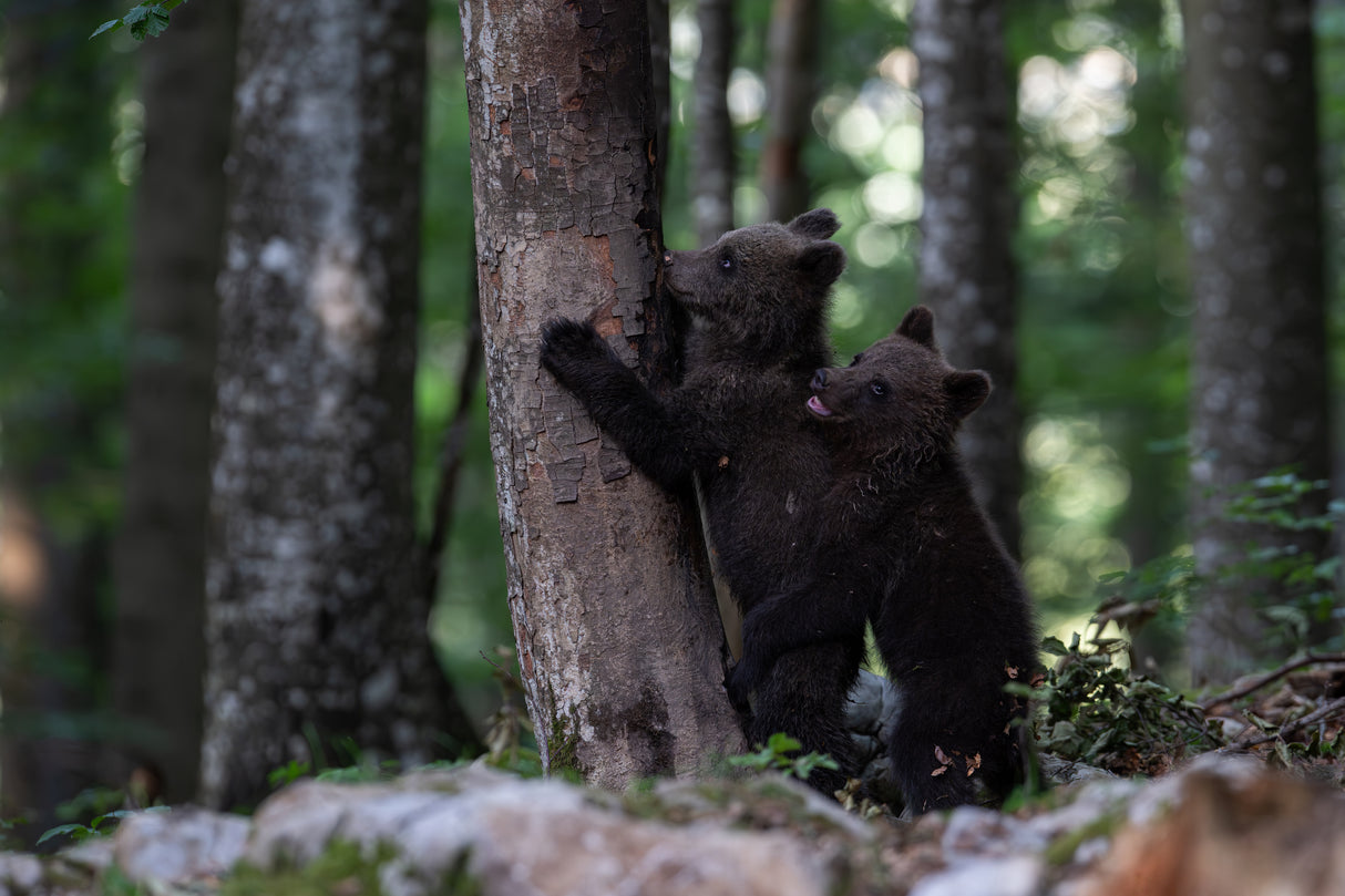 playing bear cubs 2 Poster och Canvastavla