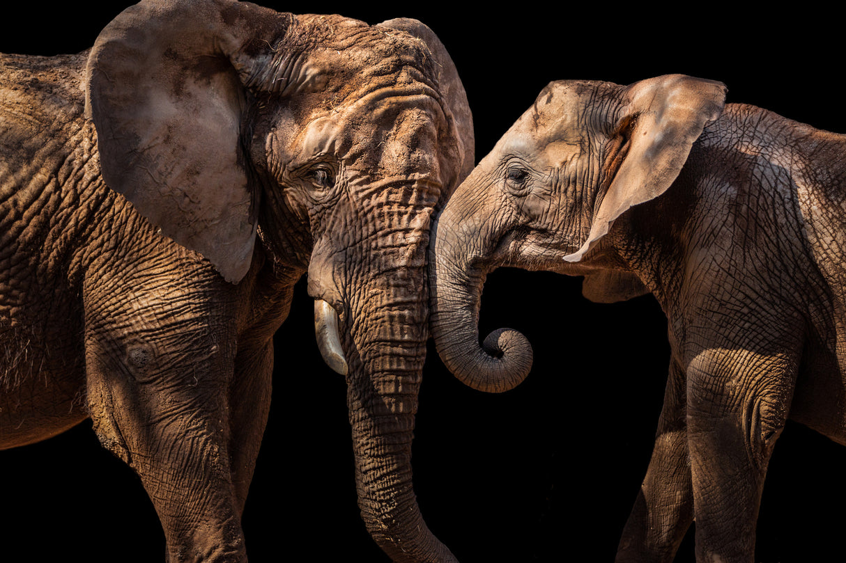Elephants Poster och Canvastavla
