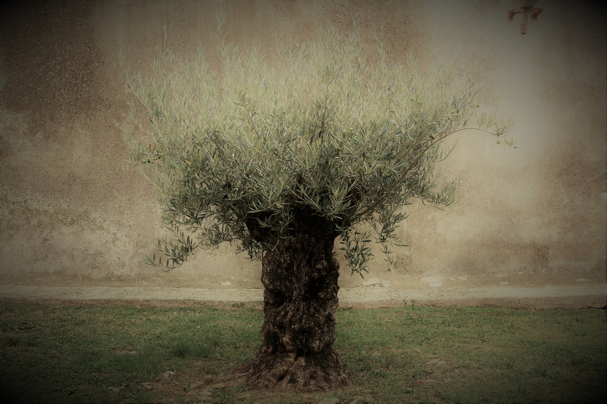 Olive Poster och Canvastavla