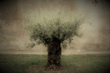 Olive Poster och Canvastavla