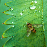 Rainy Day Poster och Canvastavla