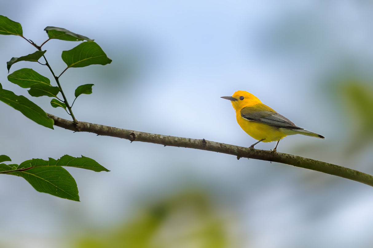 Prothonotary warbler Poster och Canvastavla