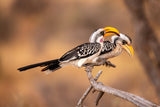 Southern Yellow-billed Hornbill Poster och Canvastavla