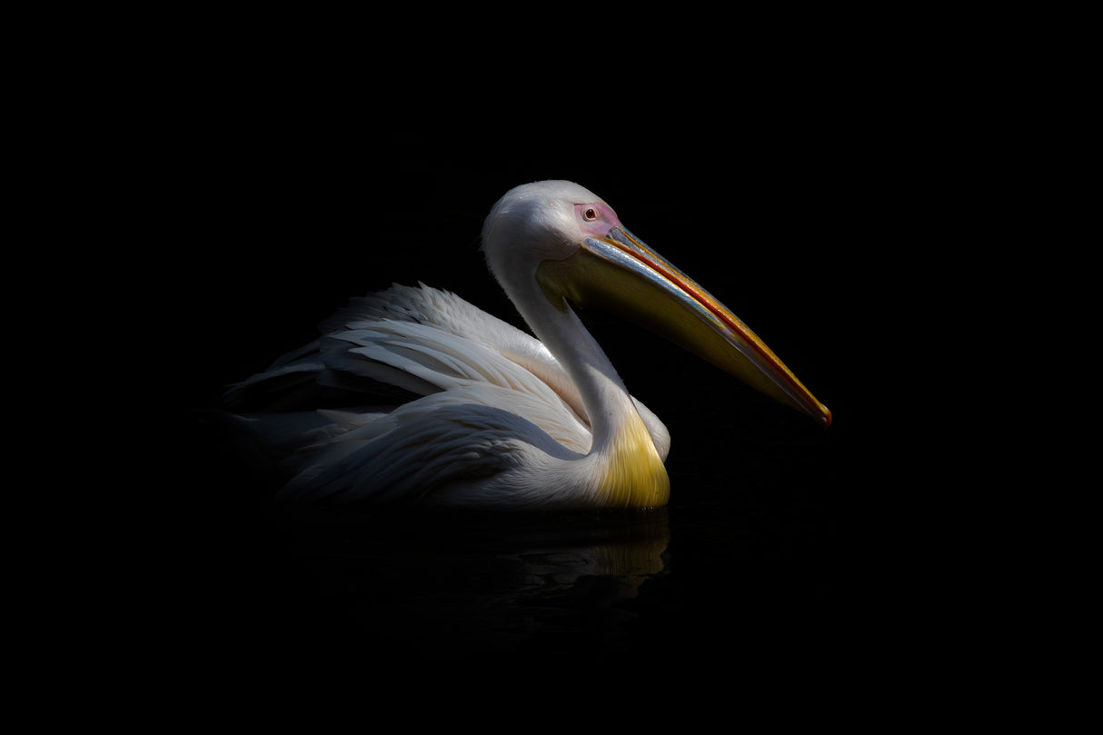 Pelican in the dark ... Poster och Canvastavla