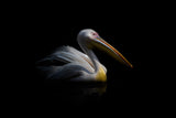 Pelican in the dark ... Poster och Canvastavla