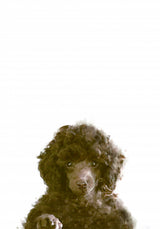 The Dog Poster och Canvastavla