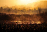 Morning impression Poster och Canvastavla