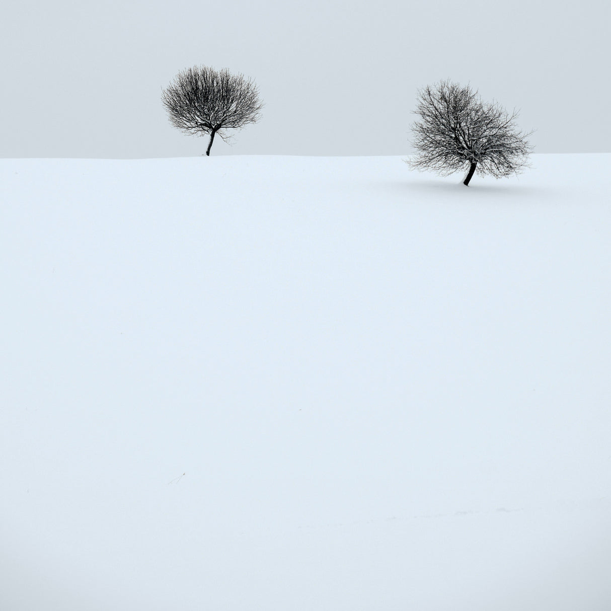quiet winter Poster och Canvastavla