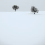 quiet winter Poster och Canvastavla