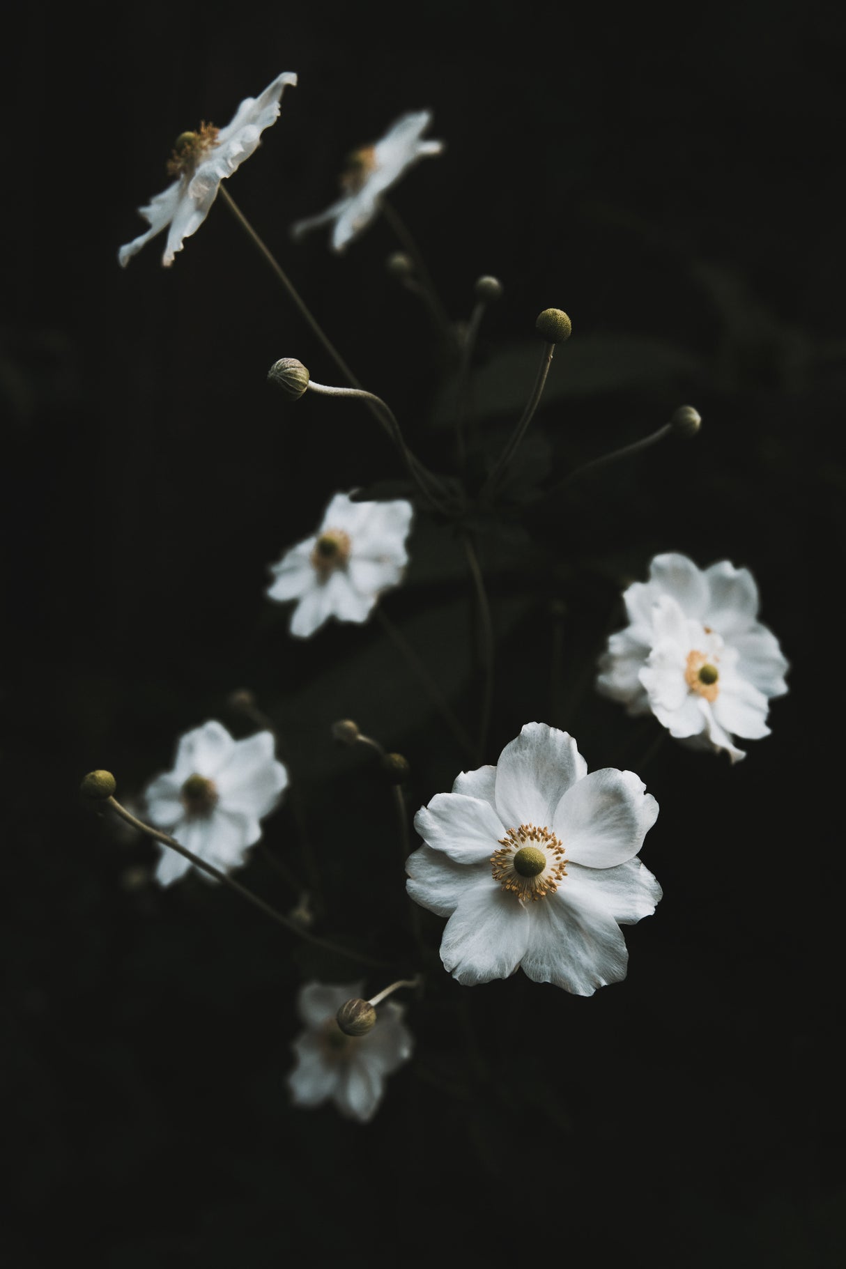 White Flowers Poster och Canvastavla