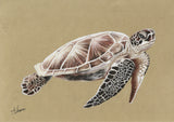 Sea Turtle Poster och Canvastavla