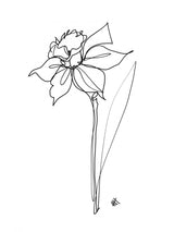 The Daffodil Poster och Canvastavla
