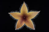 Stapelia grandiflora Poster och Canvastavla