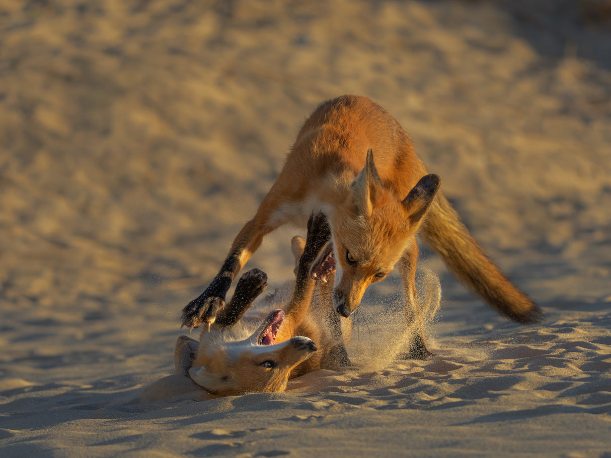 Sand Fox Fun Poster och Canvastavla