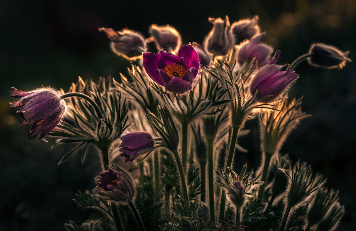 Pulsatilla - Pasque flower Poster och Canvastavla