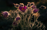 Pulsatilla - Pasque flower Poster och Canvastavla