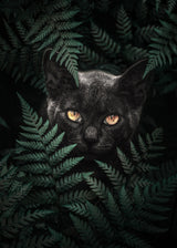 Black Cat In Ferns Poster och Canvastavla