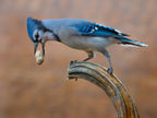 Blue jay bird Poster och Canvastavla