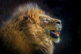 The Roar Poster och Canvastavla