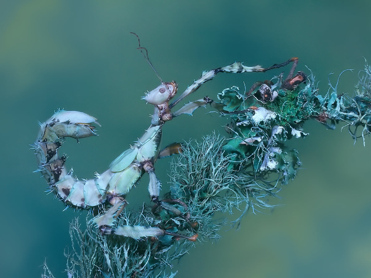 Spiny leaf insect Poster och Canvastavla