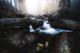 Forest stream - High Tatras Poster och Canvastavla