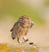 Little Owl with a pellet. Poster och Canvastavla