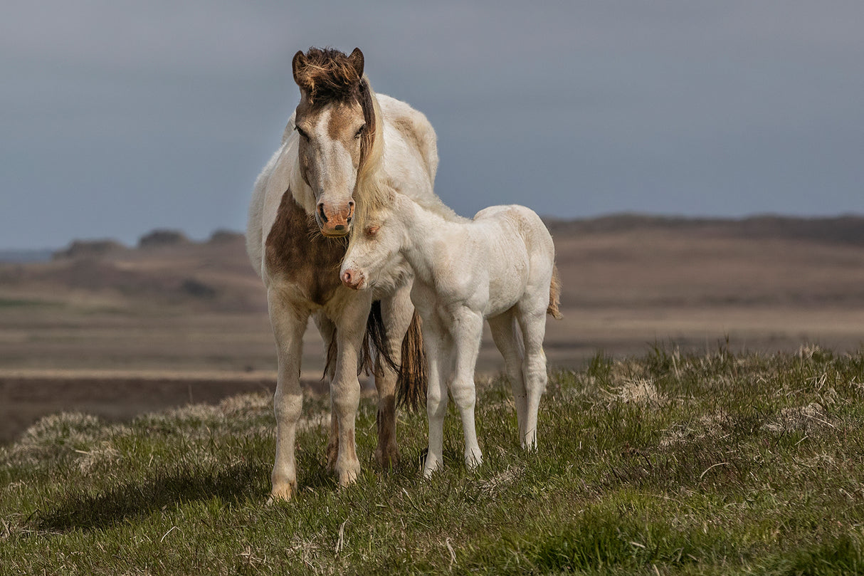 Together Poster och Canvastavla
