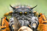 Extreem jumping spider Poster och Canvastavla