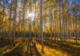 Autumn forest v3 Poster och Canvastavla