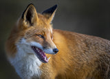 fox Poster och Canvastavla