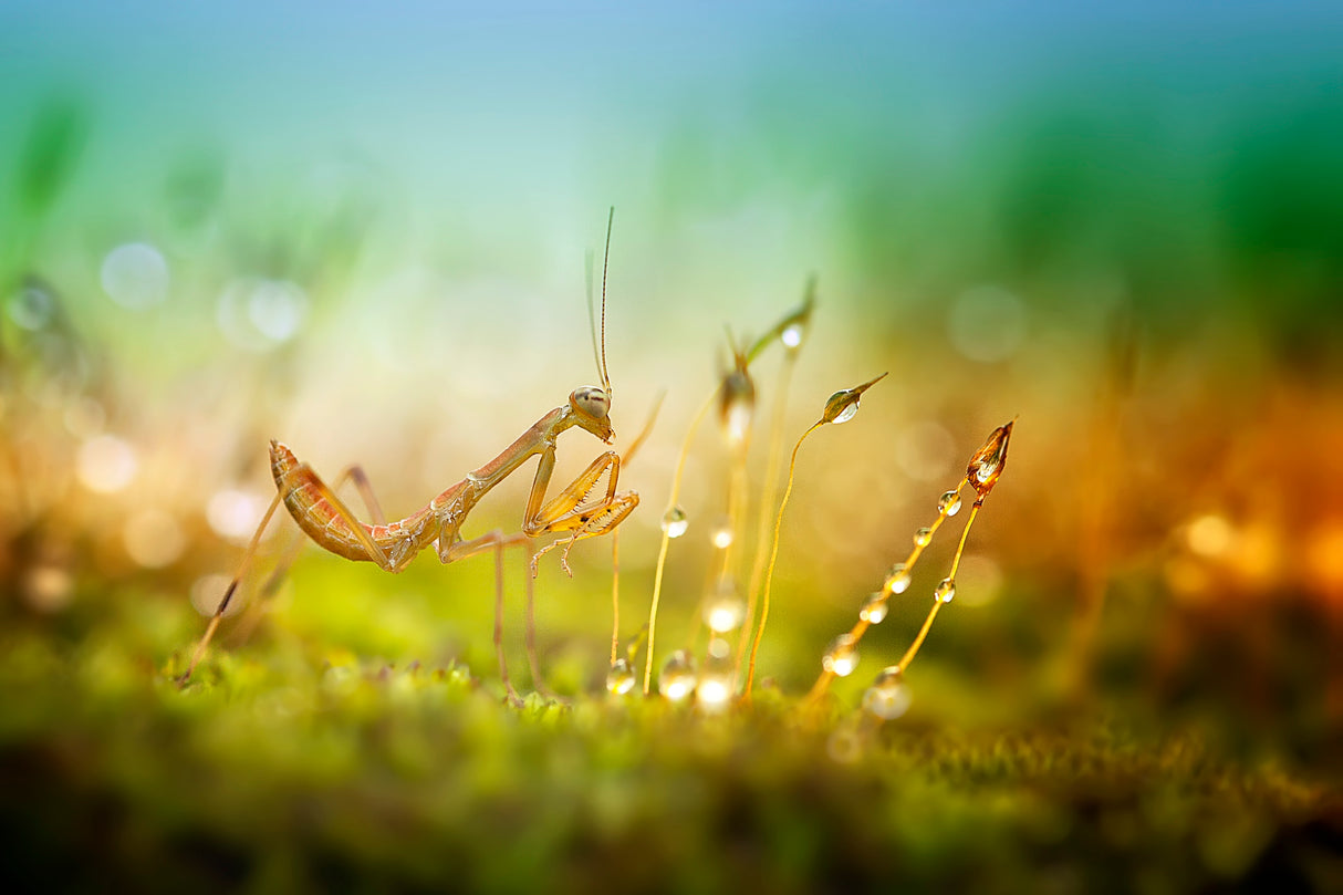 Mantis in Colorful Morning Poster och Canvastavla