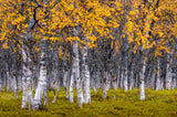 Autumn Poster och Canvastavla