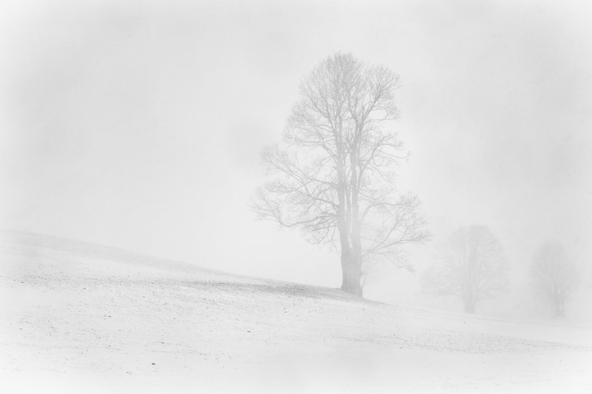 Misty winter in the Allgau Poster och Canvastavla