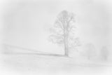 Misty winter in the Allgau Poster och Canvastavla
