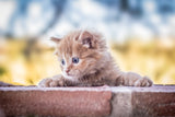 Cat Poster och Canvastavla