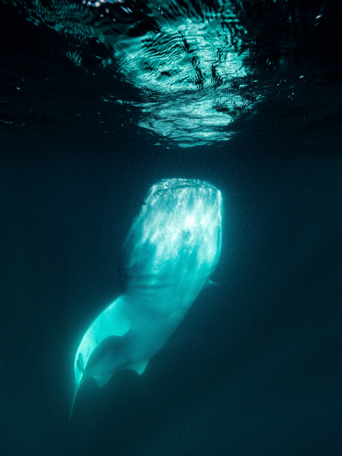 Below the surface Poster och Canvastavla