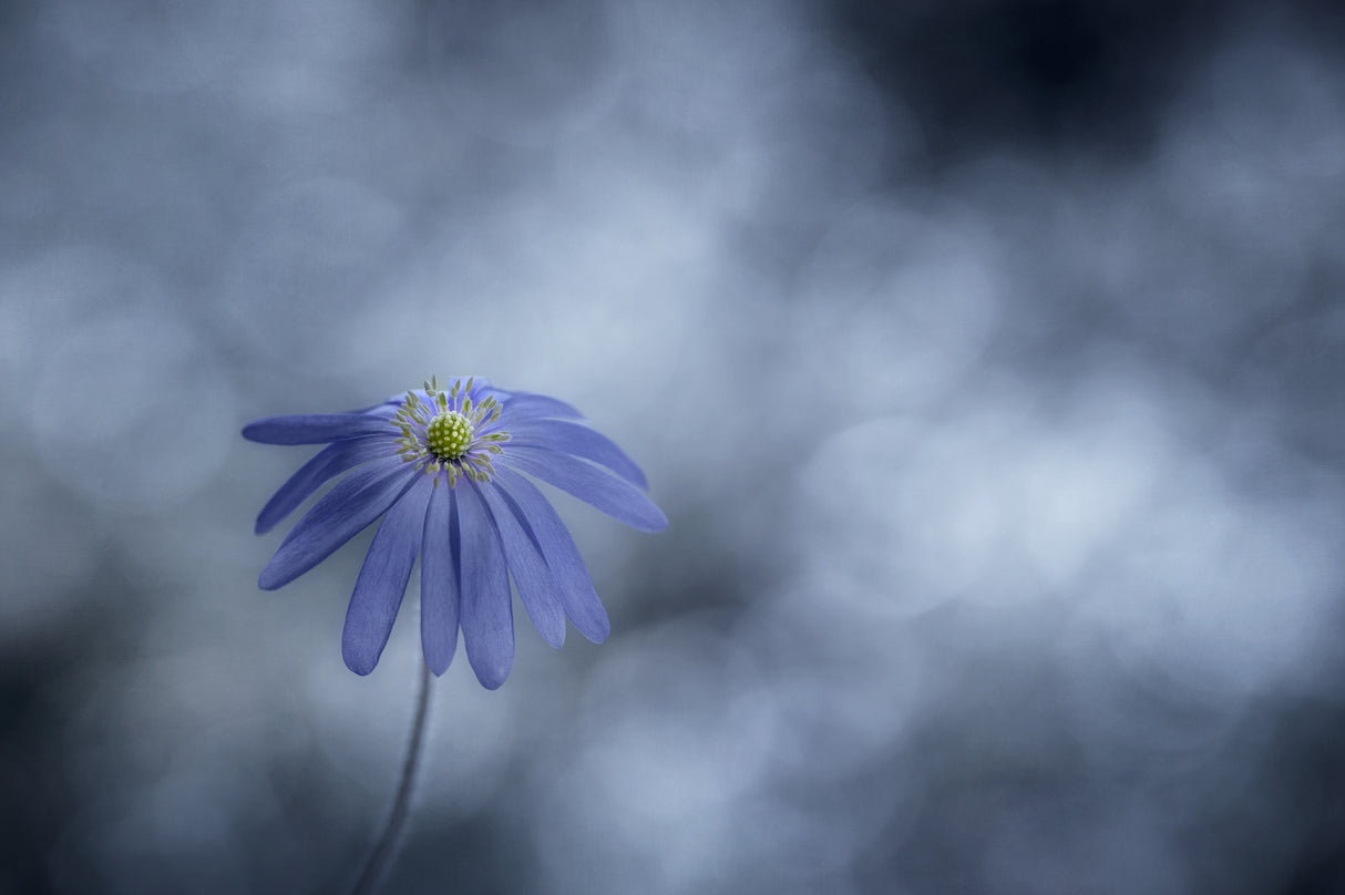 Bluish Poster och Canvastavla