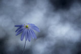 Bluish Poster och Canvastavla