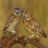 Little Owls Poster och Canvastavla