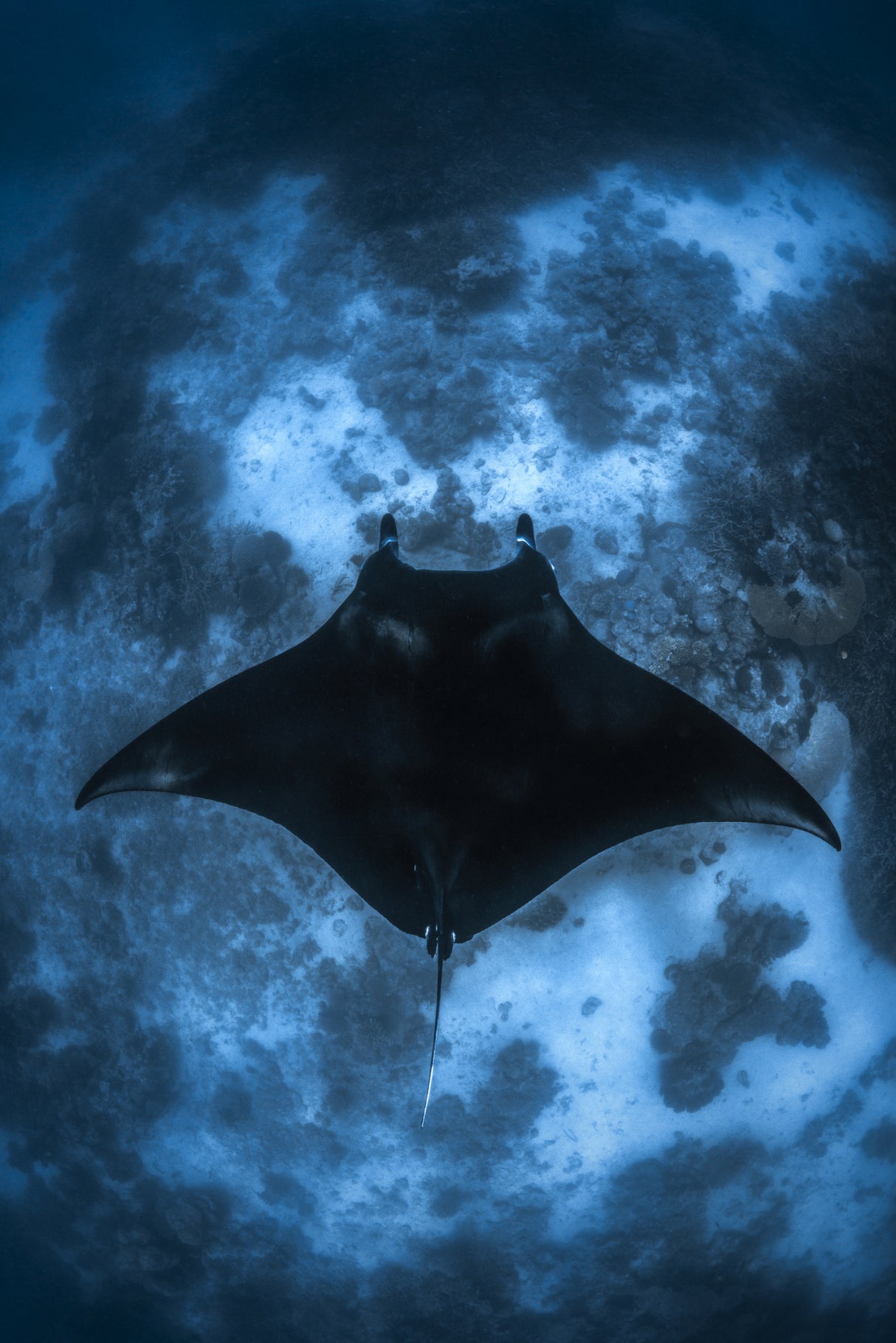 Manta on the Reef Poster och Canvastavla