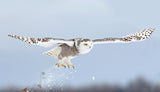 Snowy owl blast-off Poster och Canvastavla