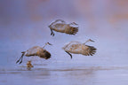 flying in rosy light Poster och Canvastavla