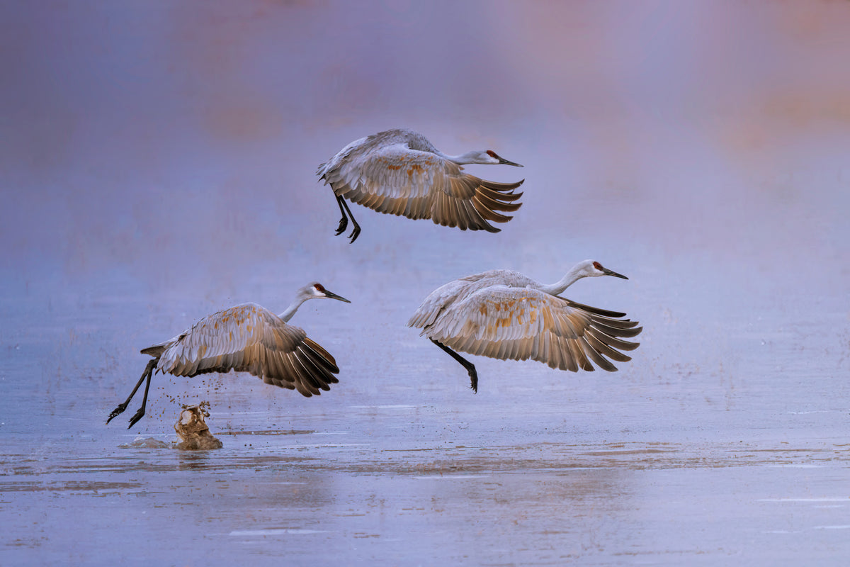 flying in rosy light Poster och Canvastavla