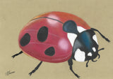 Lady Bird Poster och Canvastavla