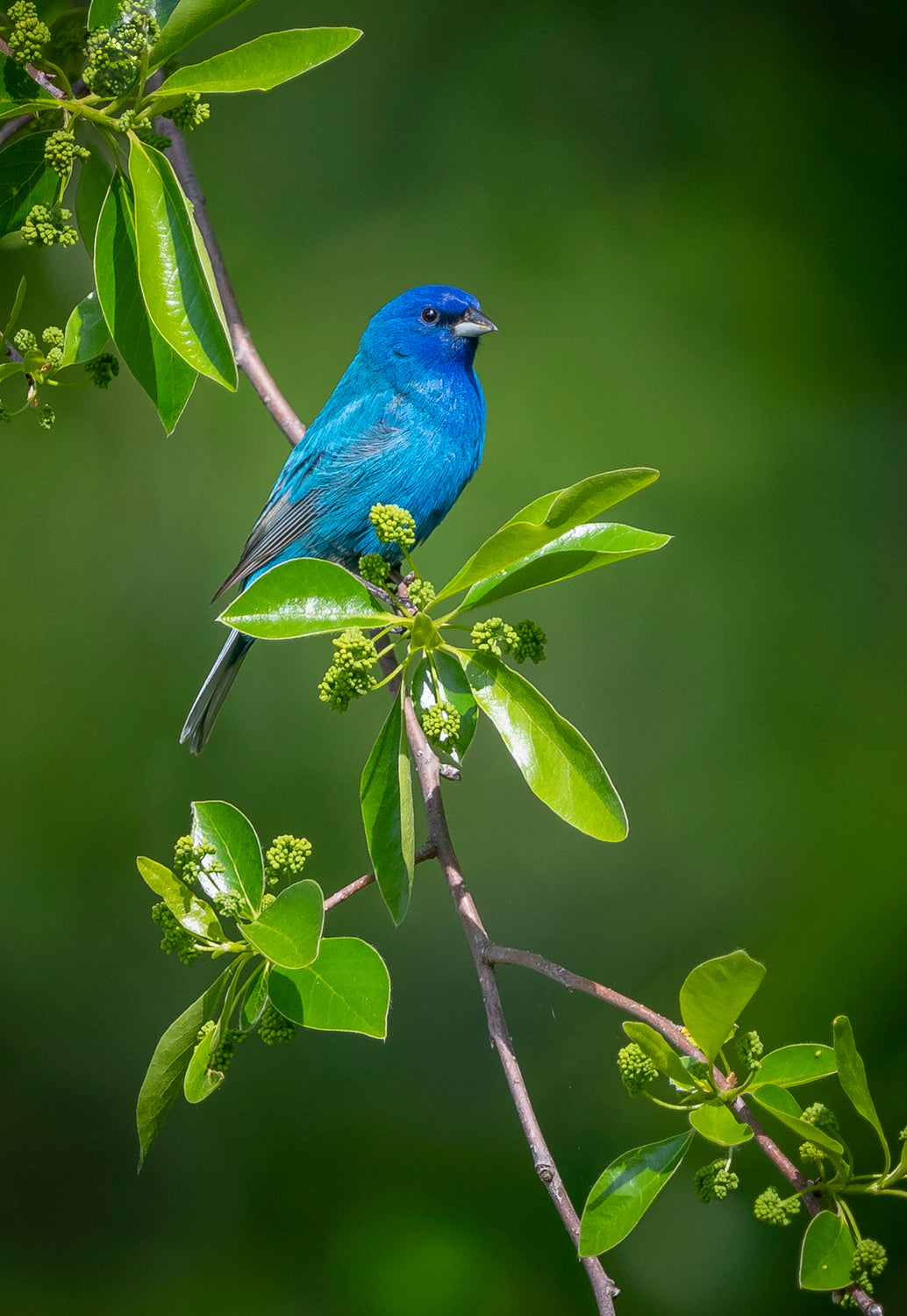 "Indigo Bunting" Poster och Canvastavla