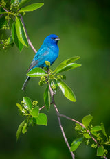 "Indigo Bunting" Poster och Canvastavla