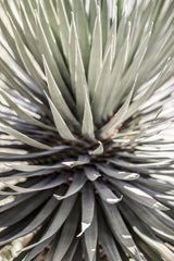 Desert Apple Poster och Canvastavla