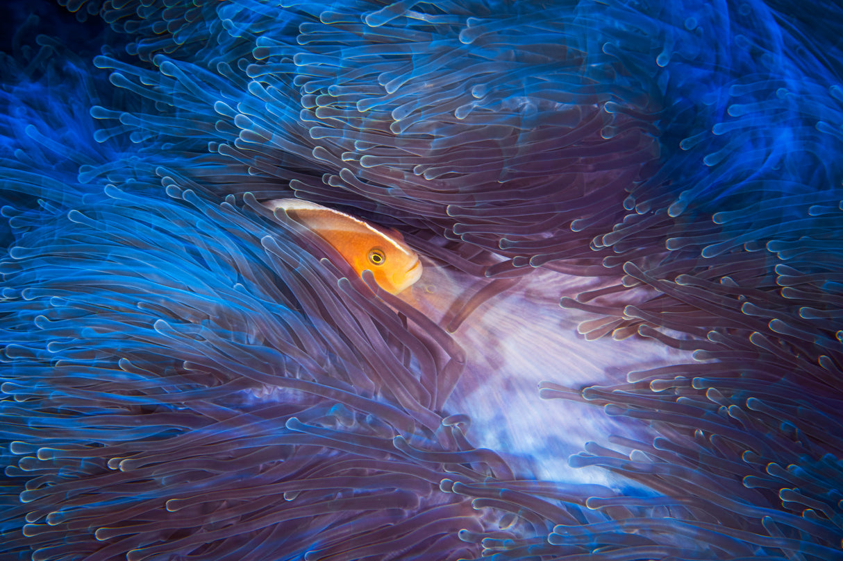 Skunk clownfish Poster och Canvastavla