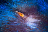 Skunk clownfish Poster och Canvastavla